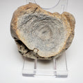 Ichthyosaur Vertebra Fossil – Seaworn Jurassic Fossil from Whitby Coast