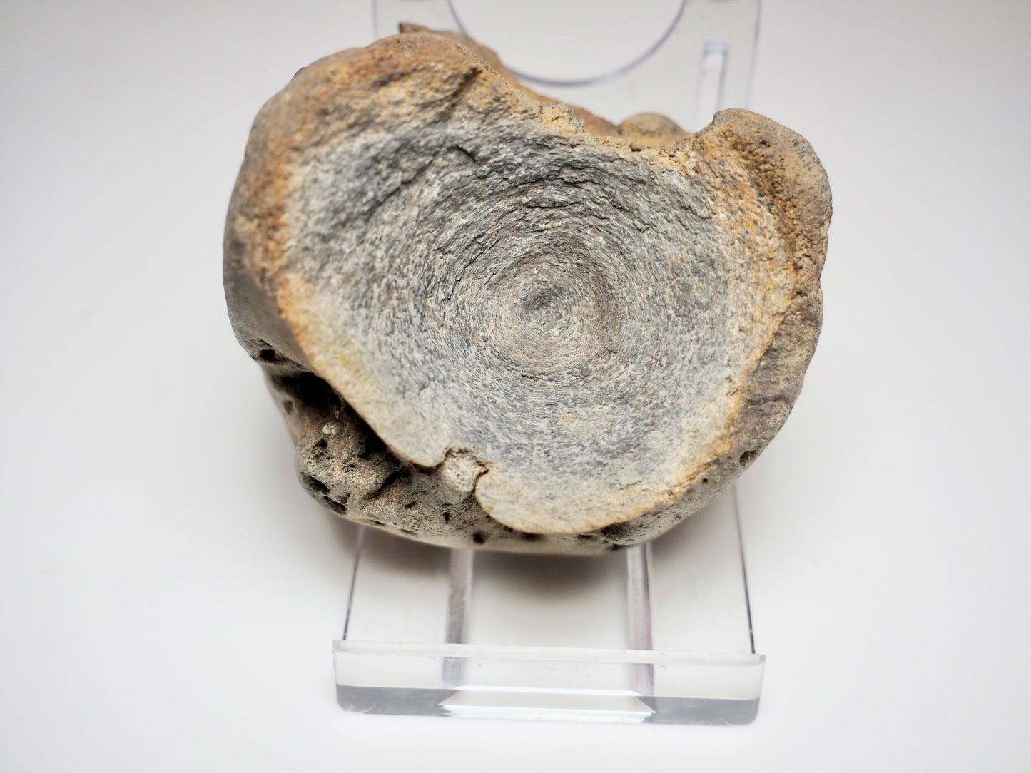 Ichthyosaur Vertebra Fossil – Seaworn Jurassic Fossil from Whitby Coast