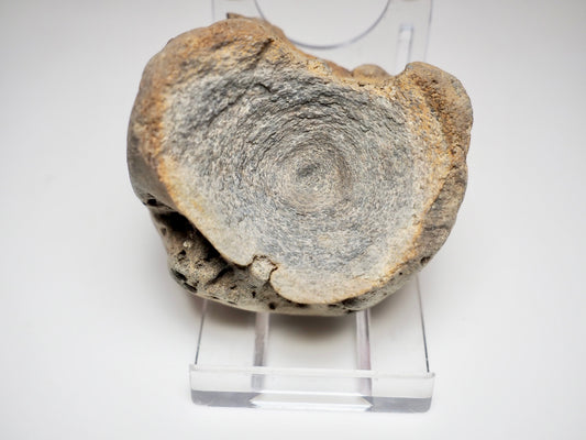 Ichthyosaur Vertebra Fossil – Seaworn Jurassic Fossil from Whitby Coast