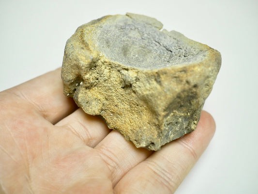 Ichthyosaur Vertebra Fossil – Seaworn Jurassic Fossil from Whitby Coast