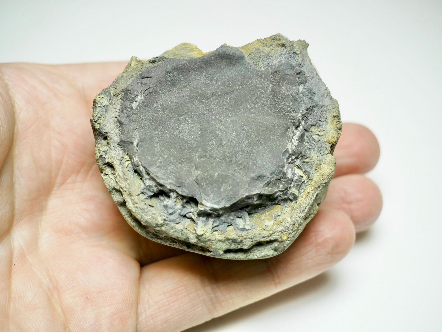 Ichthyosaur Vertebra Fossil – Seaworn Jurassic Fossil from Whitby Coast