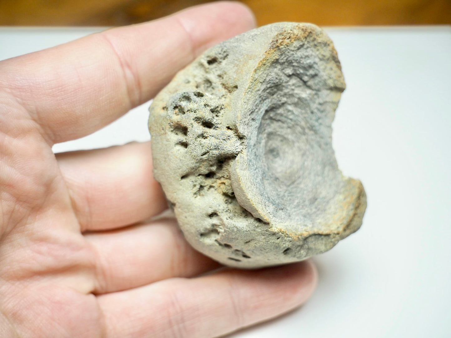 Ichthyosaur Vertebra Fossil – Seaworn Jurassic Fossil from Whitby Coast