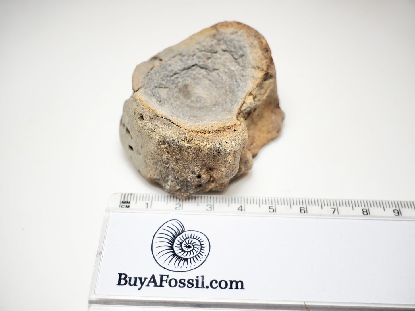 Ichthyosaur Vertebra Fossil – Seaworn Jurassic Fossil from Whitby Coast