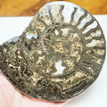 Polished Hildoceras Ammonite Slice – Thin Cut Jurassic Fossil from Whitby Coast