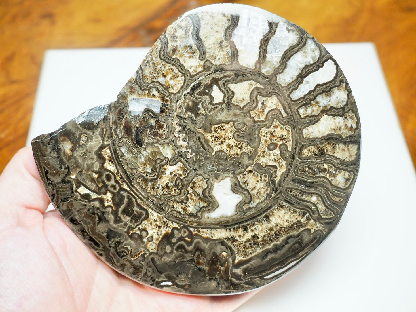 Polished Hildoceras Ammonite Slice – Thin Cut Jurassic Fossil from Whitby Coast