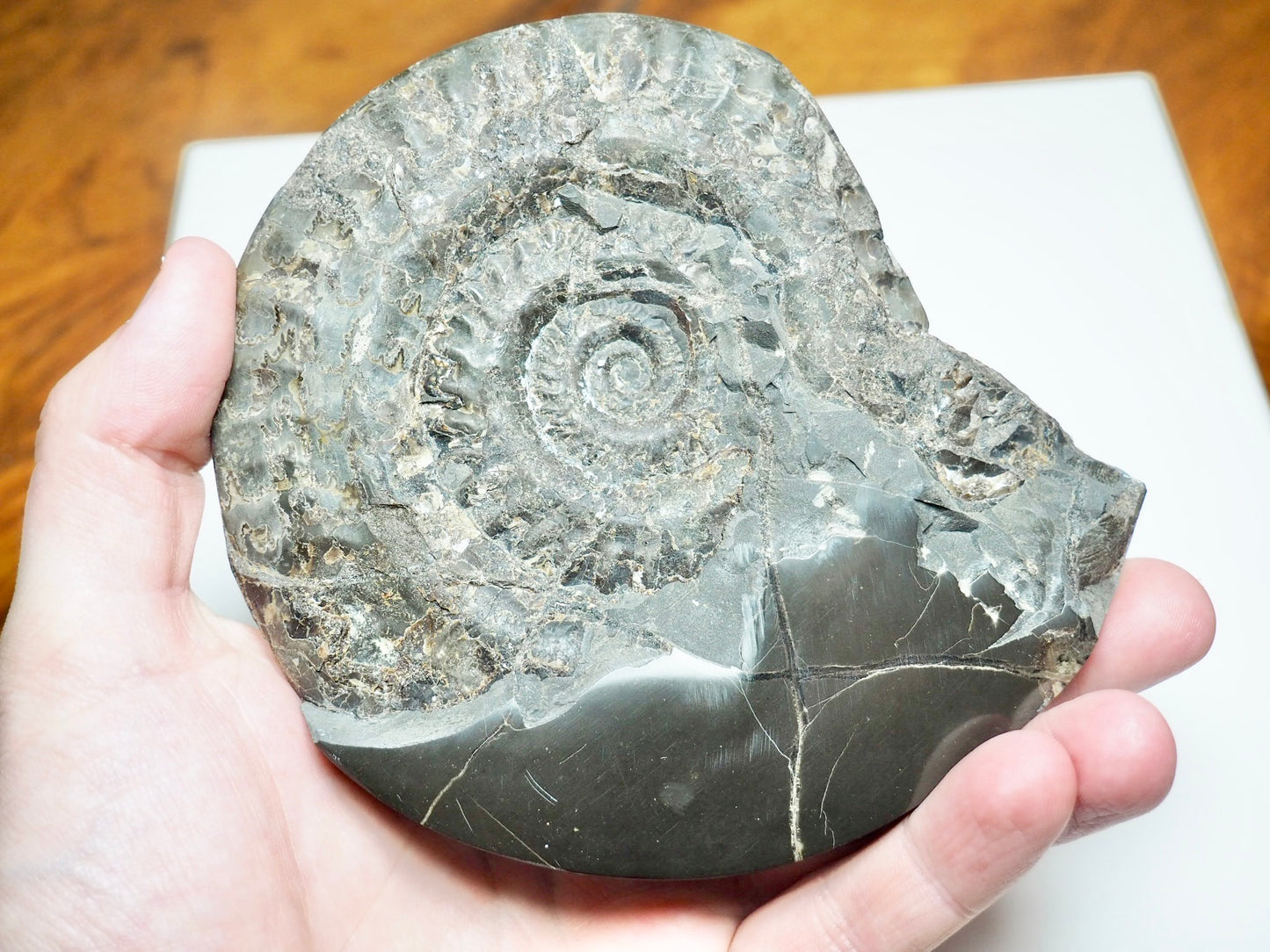 Polished Hildoceras Ammonite Slice – Thin Cut Jurassic Fossil from Whitby Coast