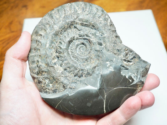 Polished Hildoceras Ammonite Slice – Thin Cut Jurassic Fossil from Whitby Coast