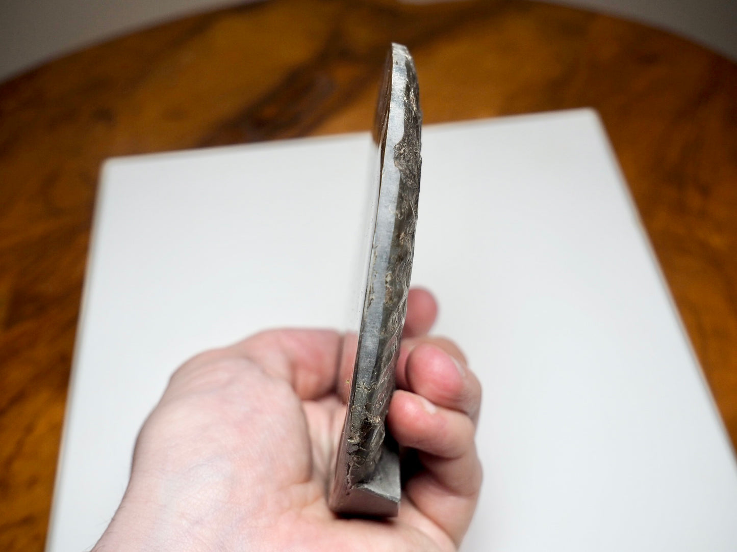 Polished Hildoceras Ammonite Slice – Thin Cut Jurassic Fossil from Whitby Coast