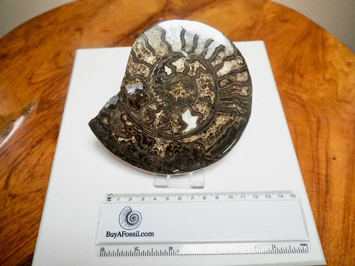 Polished Hildoceras Ammonite Slice – Thin Cut Jurassic Fossil from Whitby Coast
