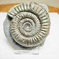 Beautiful Dactylioceras Ammonite Fossil – Whitby Jurassic, Yorkshire Coast