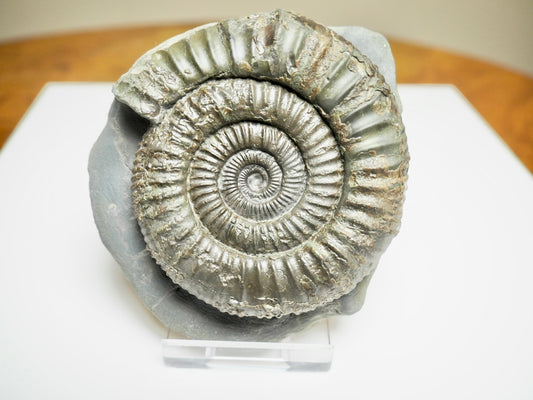 Beautiful Dactylioceras Ammonite Fossil – Whitby Jurassic, Yorkshire Coast