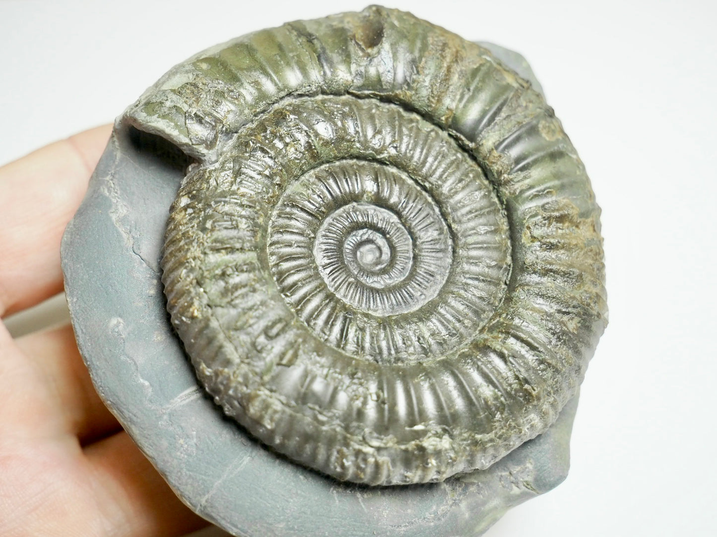 Beautiful Dactylioceras Ammonite Fossil – Whitby Jurassic, Yorkshire Coast