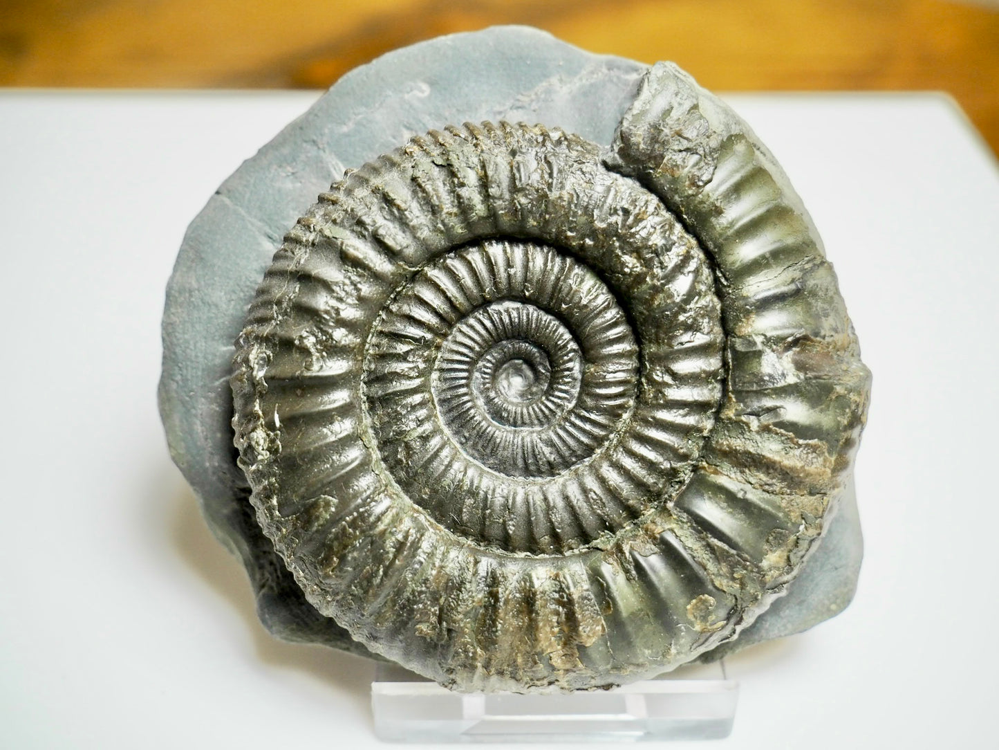 Beautiful Dactylioceras Ammonite Fossil – Whitby Jurassic, Yorkshire Coast