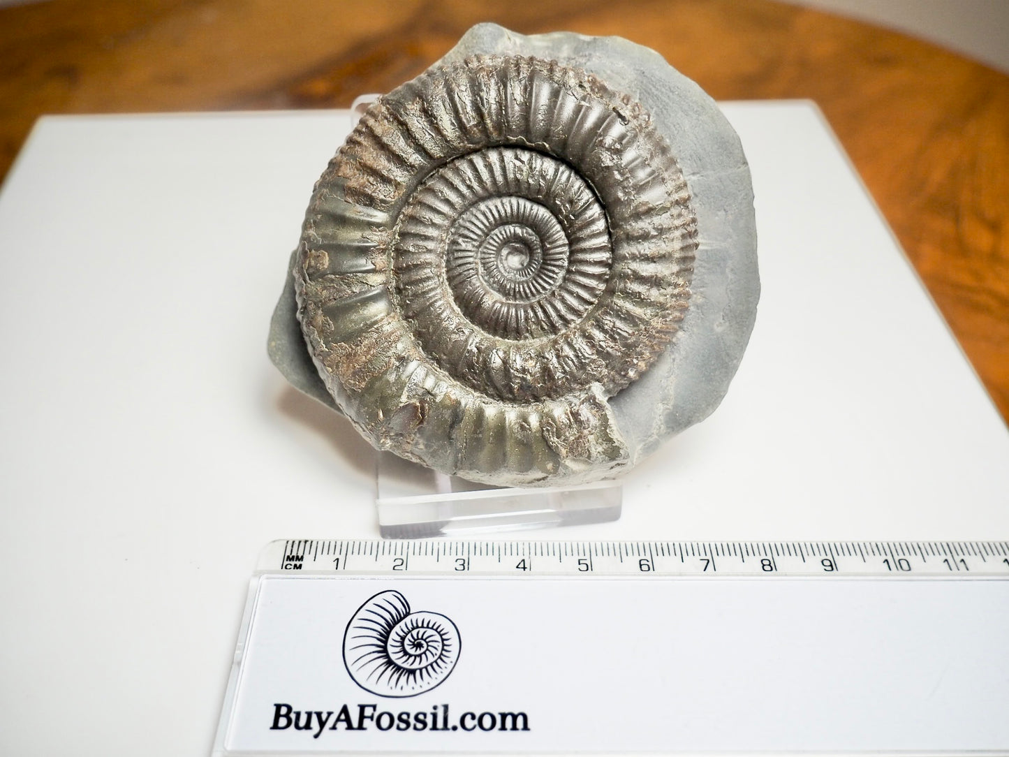 Beautiful Dactylioceras Ammonite Fossil – Whitby Jurassic, Yorkshire Coast