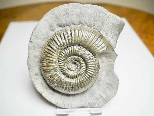 Dactylioceras semicelatum Ammonite Fossil – Jurassic Whitby, Yorkshire Coast
