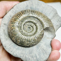 Dactylioceras semicelatum Ammonite Fossil – Jurassic Whitby, Yorkshire Coast