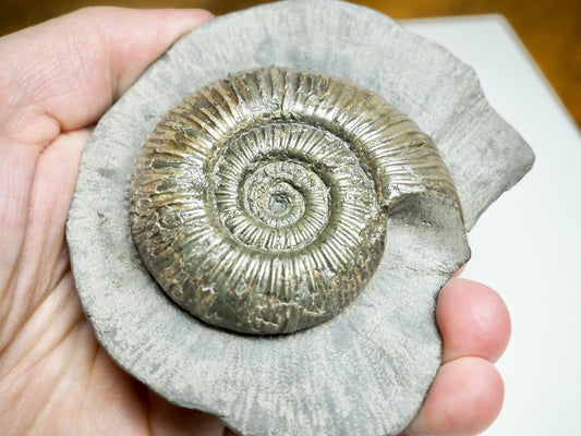 Dactylioceras semicelatum Ammonite Fossil – Jurassic Whitby, Yorkshire Coast