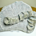 Ichthyosaur Tail Vertebrae Fossil Group – Jurassic Whitby, Yorkshire Coast