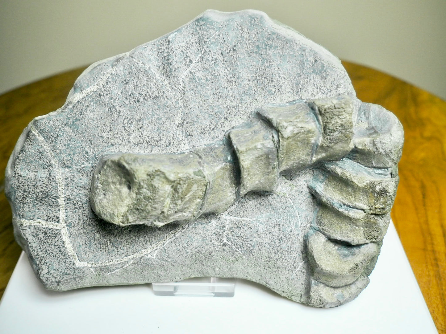 Ichthyosaur Tail Vertebrae Fossil Group – Jurassic Whitby, Yorkshire Coast
