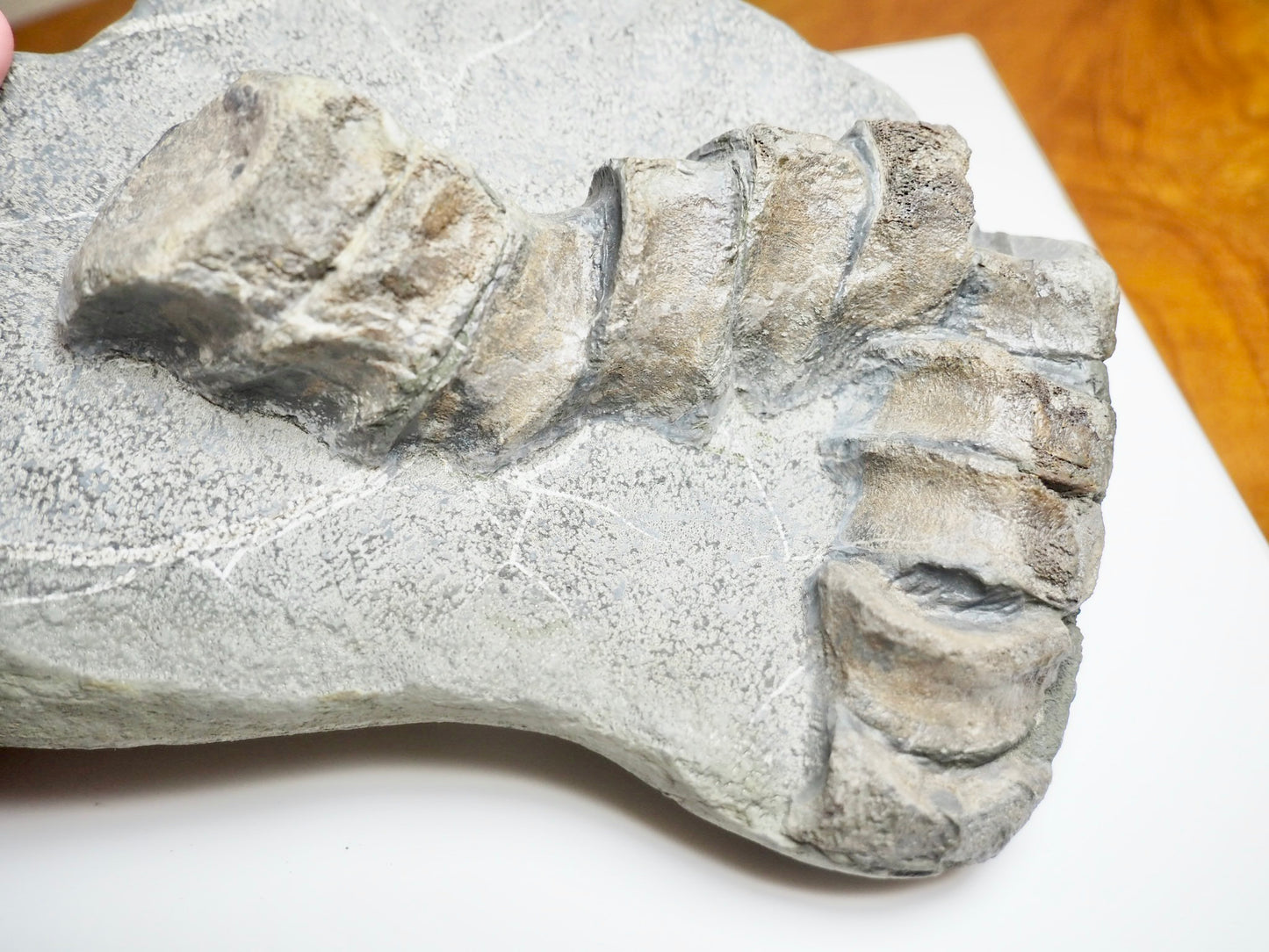 Ichthyosaur Tail Vertebrae Fossil Group – Jurassic Whitby, Yorkshire Coast