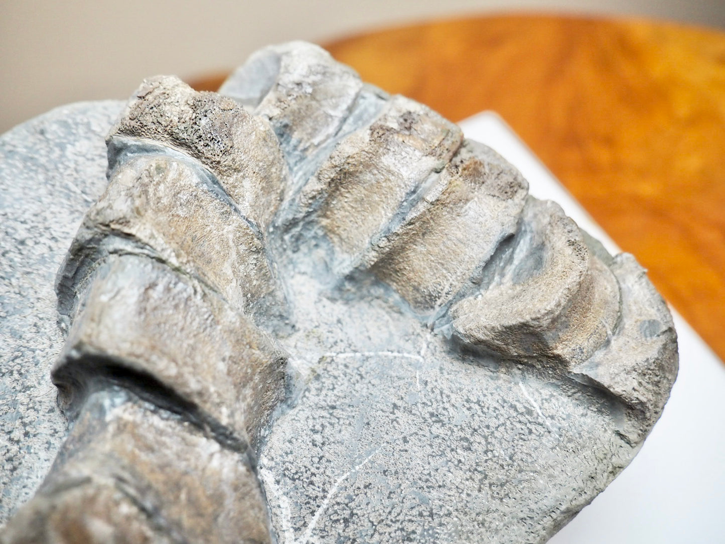 Ichthyosaur Tail Vertebrae Fossil Group – Jurassic Whitby, Yorkshire Coast