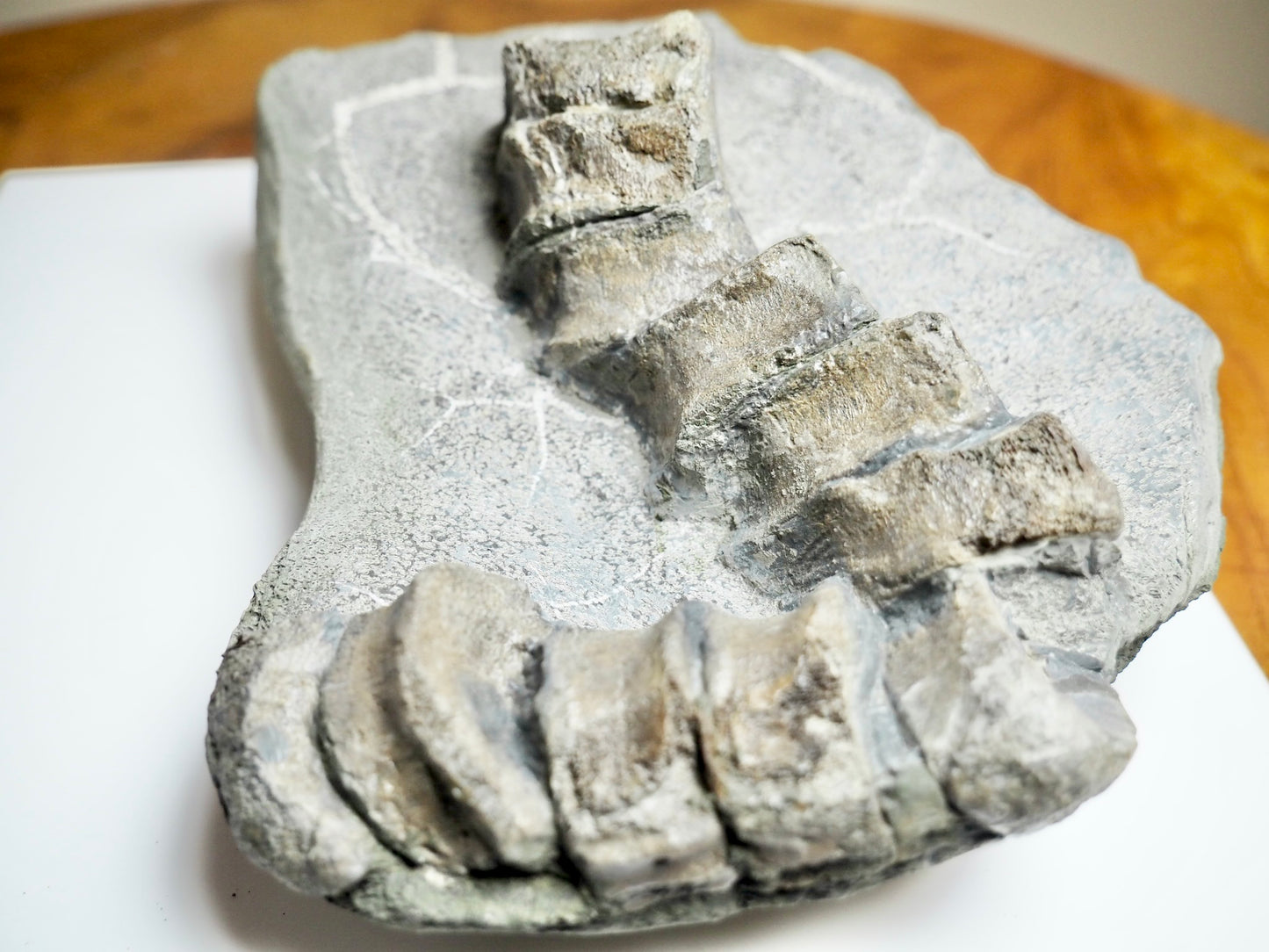 Ichthyosaur Tail Vertebrae Fossil Group – Jurassic Whitby, Yorkshire Coast