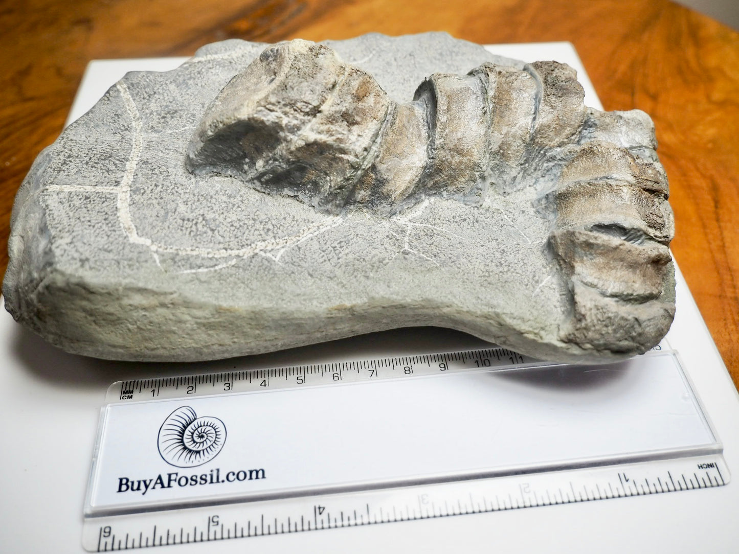 Ichthyosaur Tail Vertebrae Fossil Group – Jurassic Whitby, Yorkshire Coast