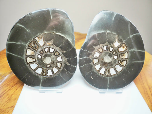 Polished Split Hildoceras Ammonite Fossil Pair – Whitby Jurassic, Yorkshire Coast