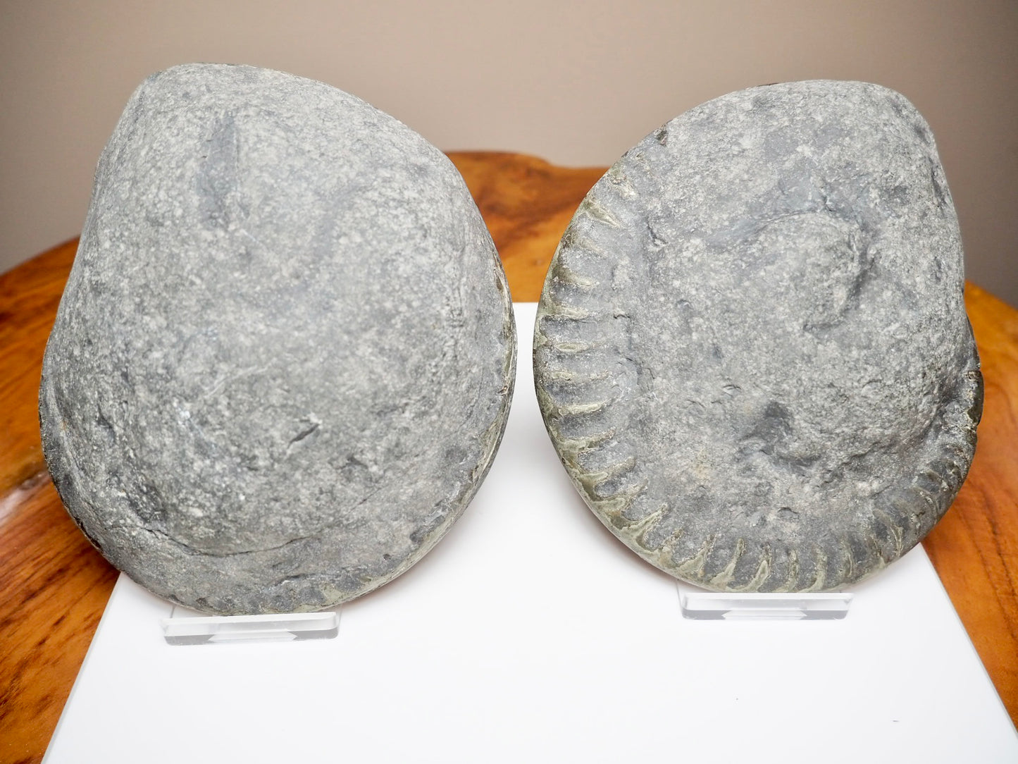 Polished Split Hildoceras Ammonite Fossil Pair – Whitby Jurassic, Yorkshire Coast