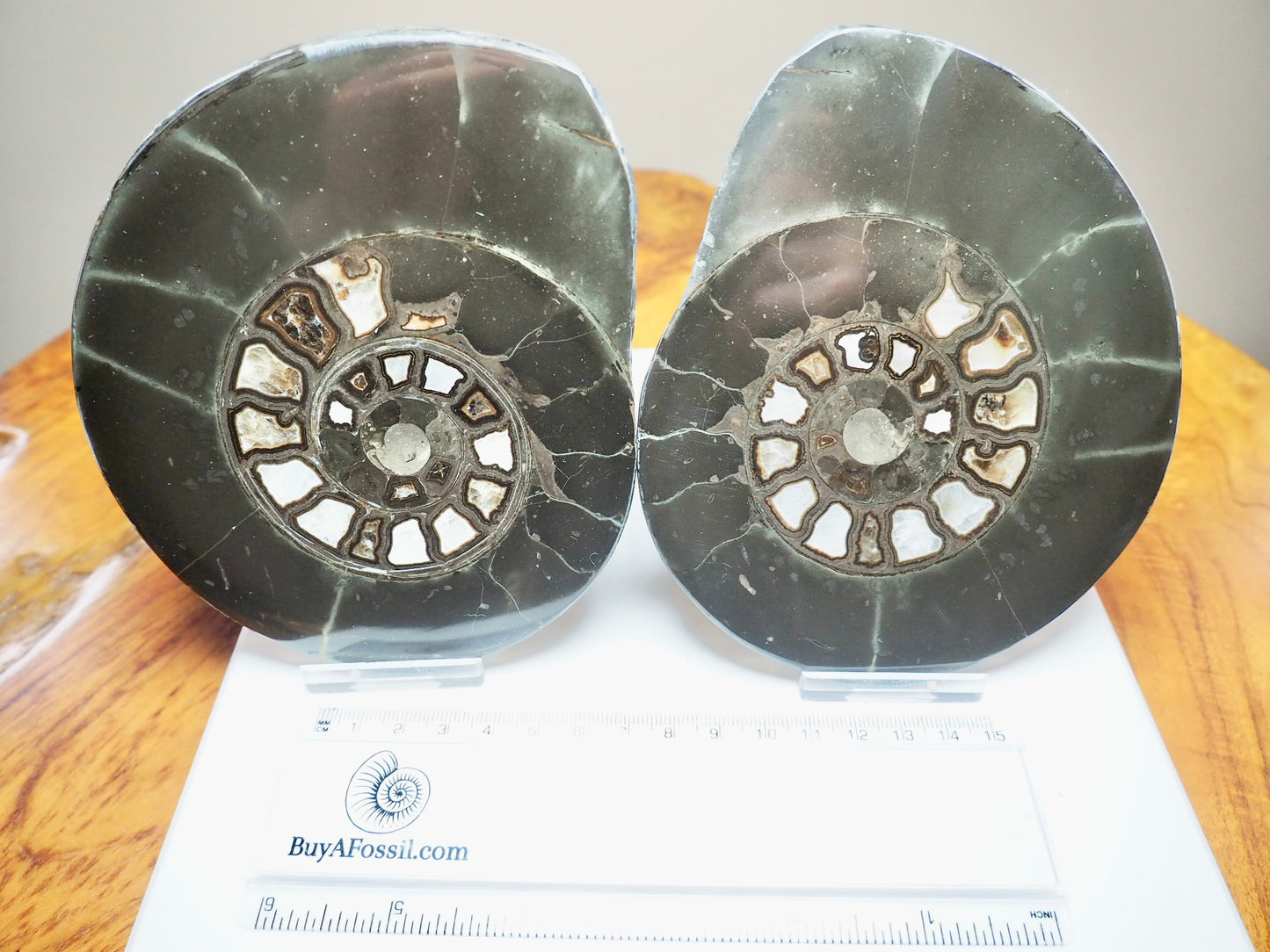 Polished Split Hildoceras Ammonite Fossil Pair – Whitby Jurassic, Yorkshire Coast