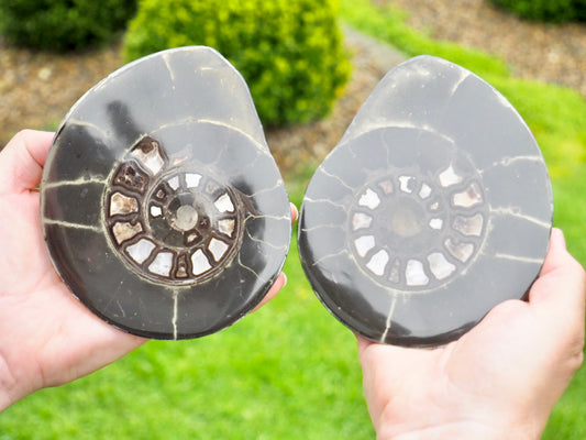 Polished Split Hildoceras Ammonite Fossil Pair – Whitby Jurassic, Yorkshire Coast