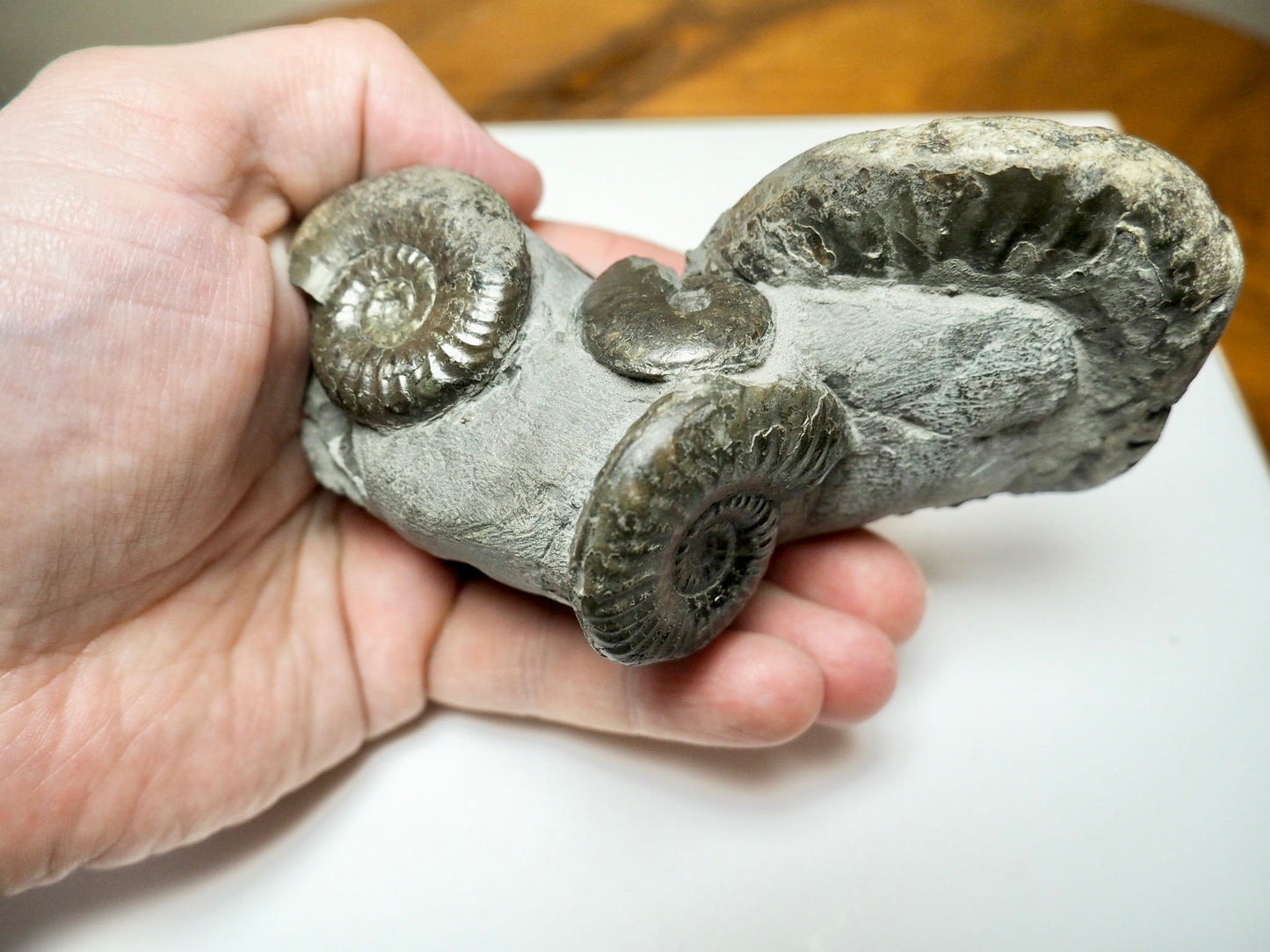 Grammoceras Ammonite Cluster with Pseudolioceras – Whitby Jurassic, Yorkshire Coast