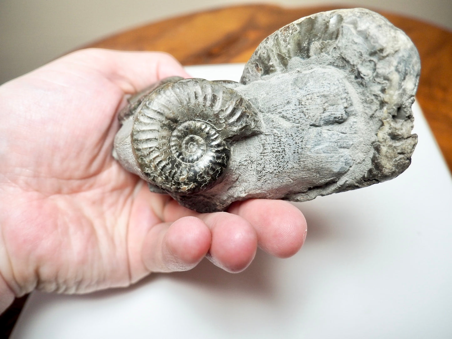 Grammoceras Ammonite Cluster with Pseudolioceras – Whitby Jurassic, Yorkshire Coast