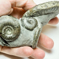 Grammoceras Ammonite Cluster with Pseudolioceras – Whitby Jurassic, Yorkshire Coast