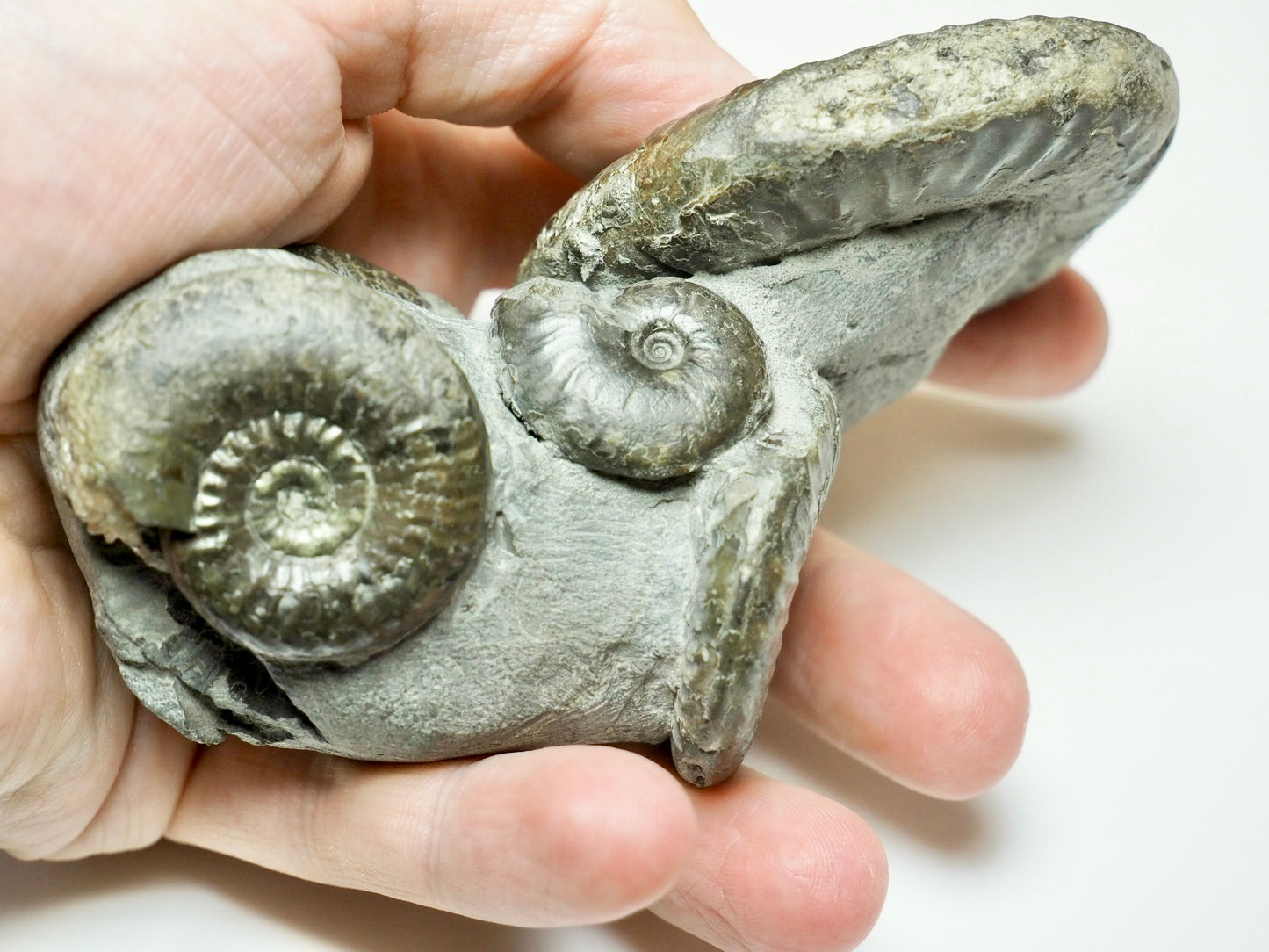 Grammoceras Ammonite Cluster with Pseudolioceras – Whitby Jurassic, Yorkshire Coast