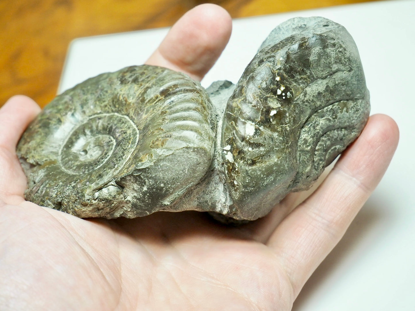 Grammoceras Ammonite Cluster with Pseudolioceras – Whitby Jurassic, Yorkshire Coast