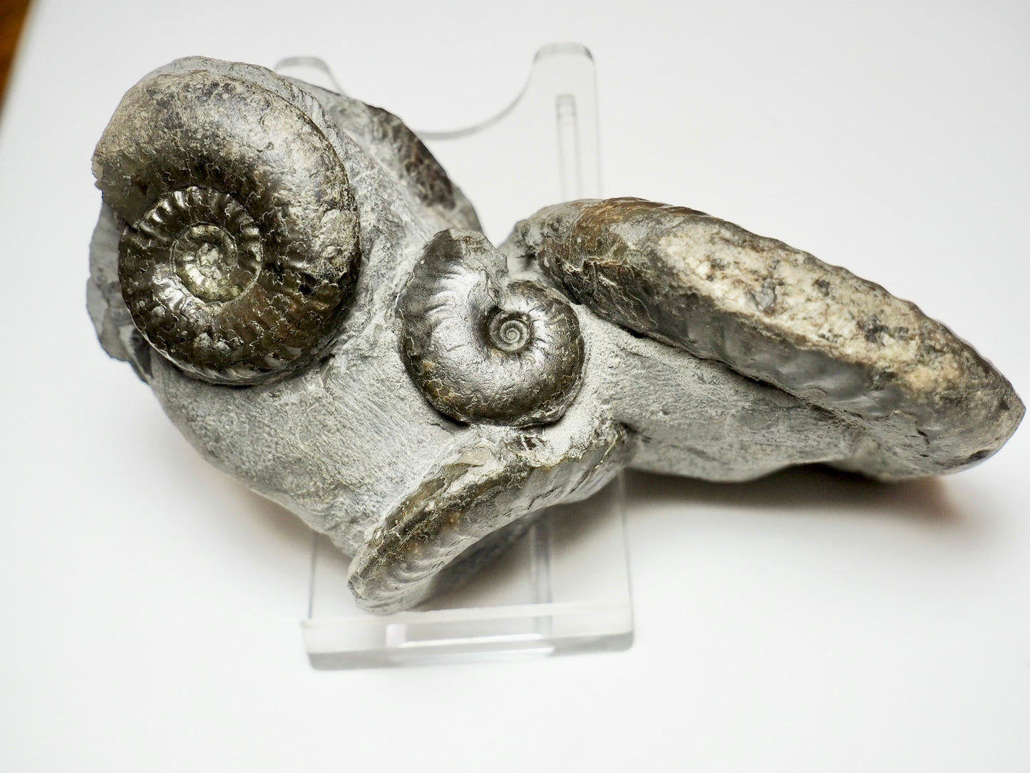 Grammoceras Ammonite Cluster with Pseudolioceras – Whitby Jurassic, Yorkshire Coast