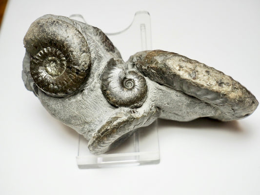 Grammoceras Ammonite Cluster with Pseudolioceras – Whitby Jurassic, Yorkshire Coast