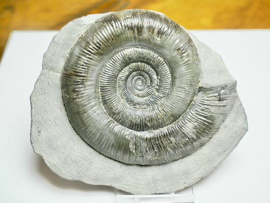 Dactylioceras tenuicostatum Ammonite Fossil – Whitby Jurassic, Yorkshire Coast