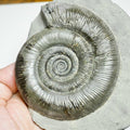 Dactylioceras tenuicostatum Ammonite Fossil – Whitby Jurassic, Yorkshire Coast