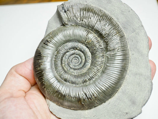 Dactylioceras tenuicostatum Ammonite Fossil – Whitby Jurassic, Yorkshire Coast