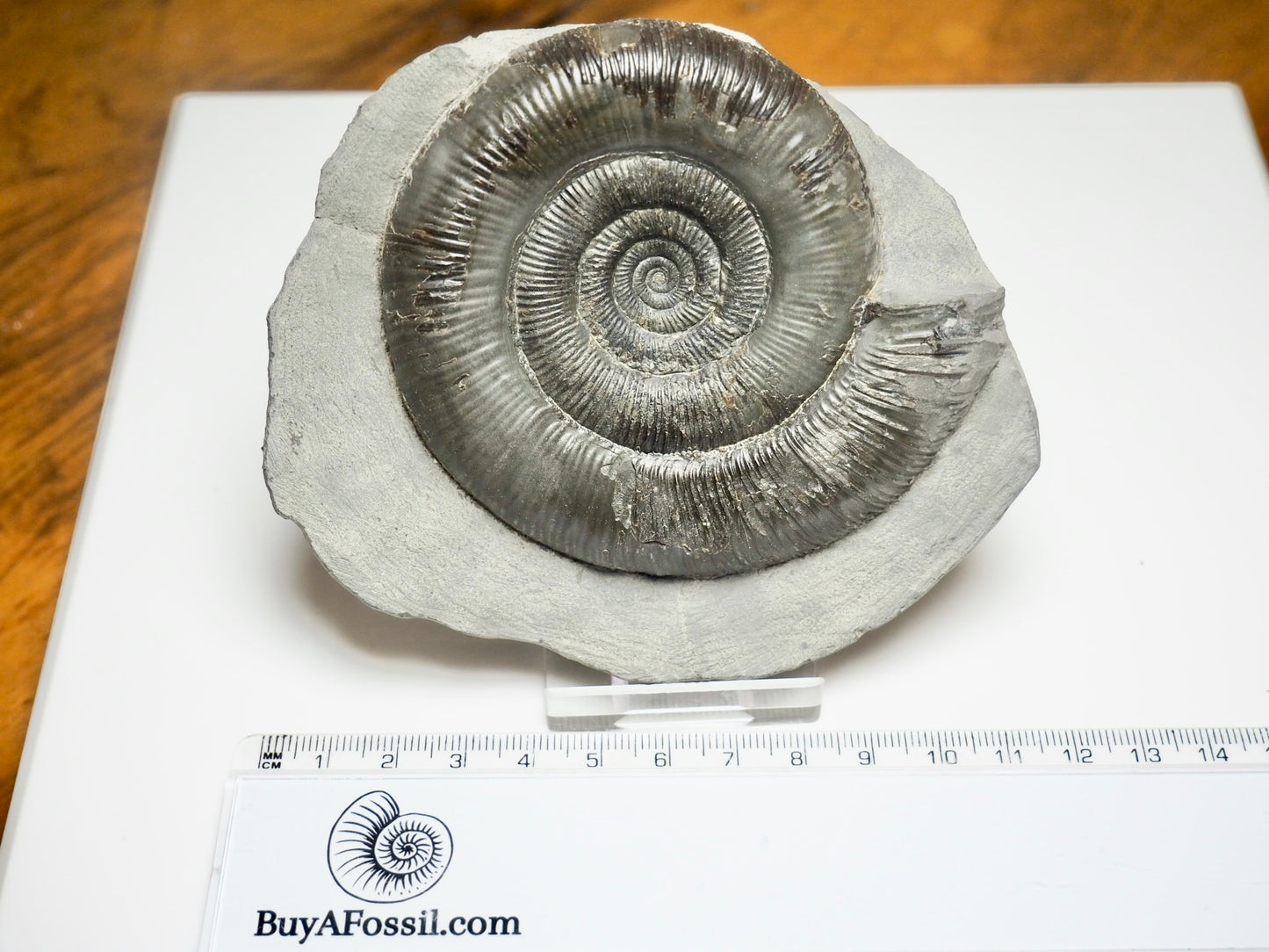 Dactylioceras tenuicostatum Ammonite Fossil – Whitby Jurassic, Yorkshire Coast
