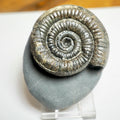Classic Catacoeloceras Ammonite Fossil – Whitby, Yorkshire Coast Jurassic
