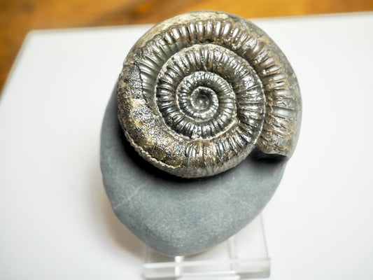 Classic Catacoeloceras Ammonite Fossil – Whitby, Yorkshire Coast Jurassic