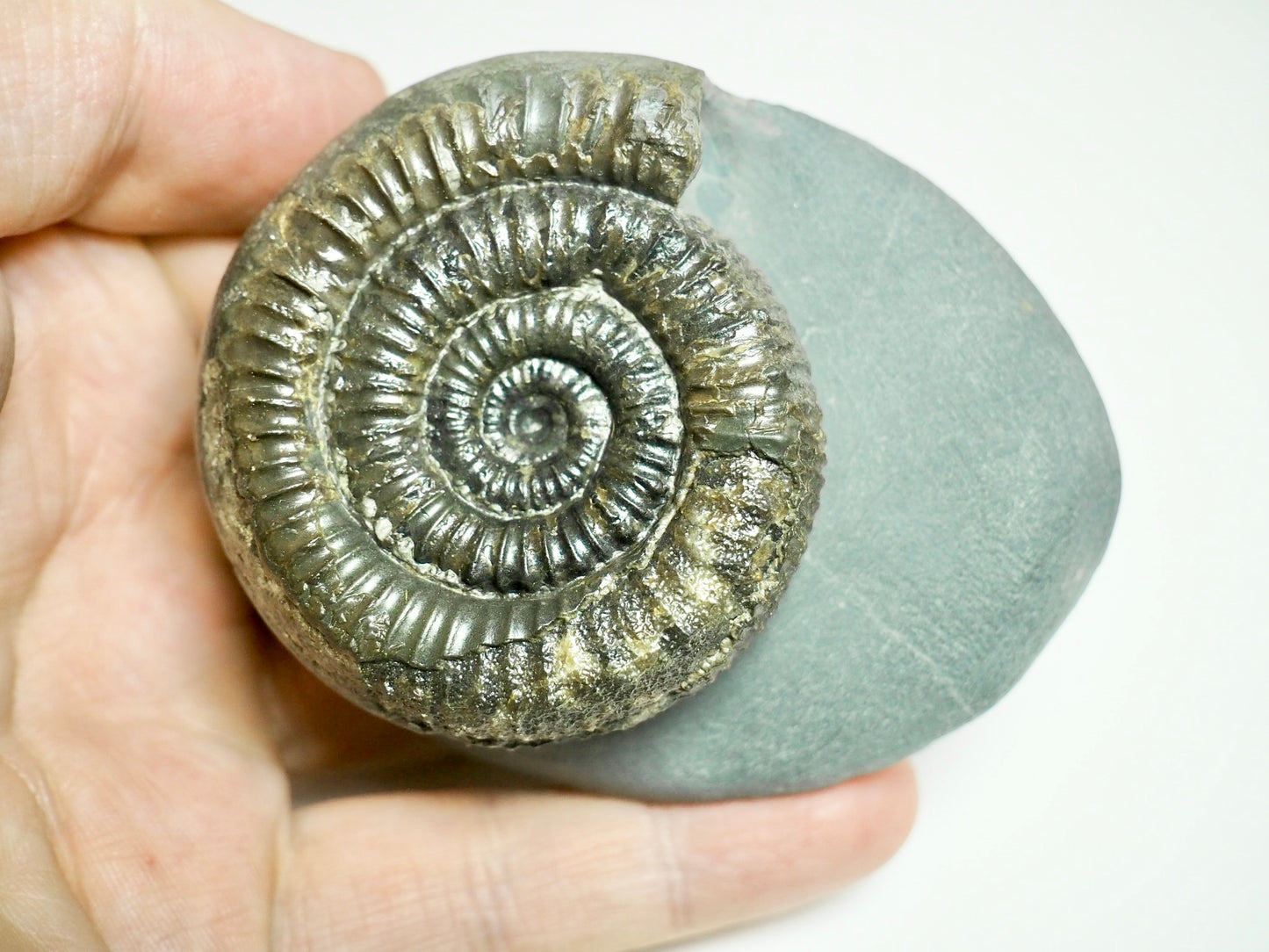 Classic Catacoeloceras Ammonite Fossil – Whitby, Yorkshire Coast Jurassic