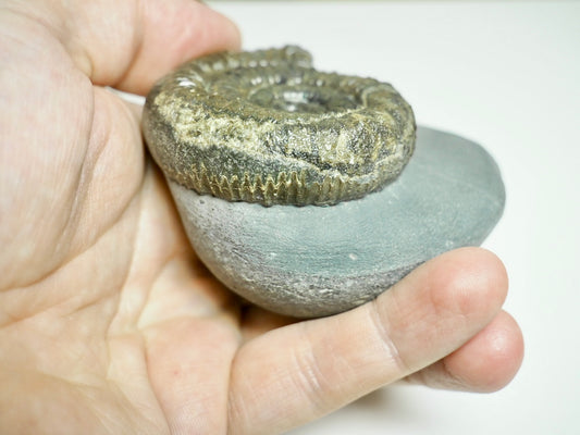 Classic Catacoeloceras Ammonite Fossil – Whitby, Yorkshire Coast Jurassic