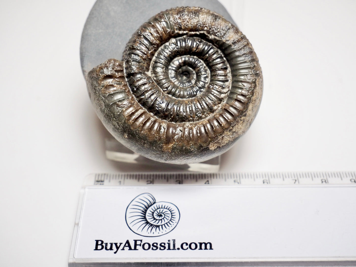 Classic Catacoeloceras Ammonite Fossil – Whitby, Yorkshire Coast Jurassic