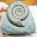 Expertly Cleaned Peronoceras Ammonite Fossil with Cut Base – Whitby Jurassic, Yorkshire Coast