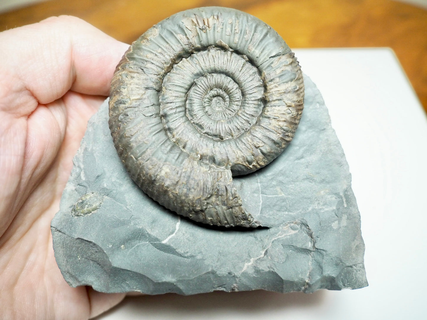 Expertly Cleaned Peronoceras Ammonite Fossil with Cut Base – Whitby Jurassic, Yorkshire Coast