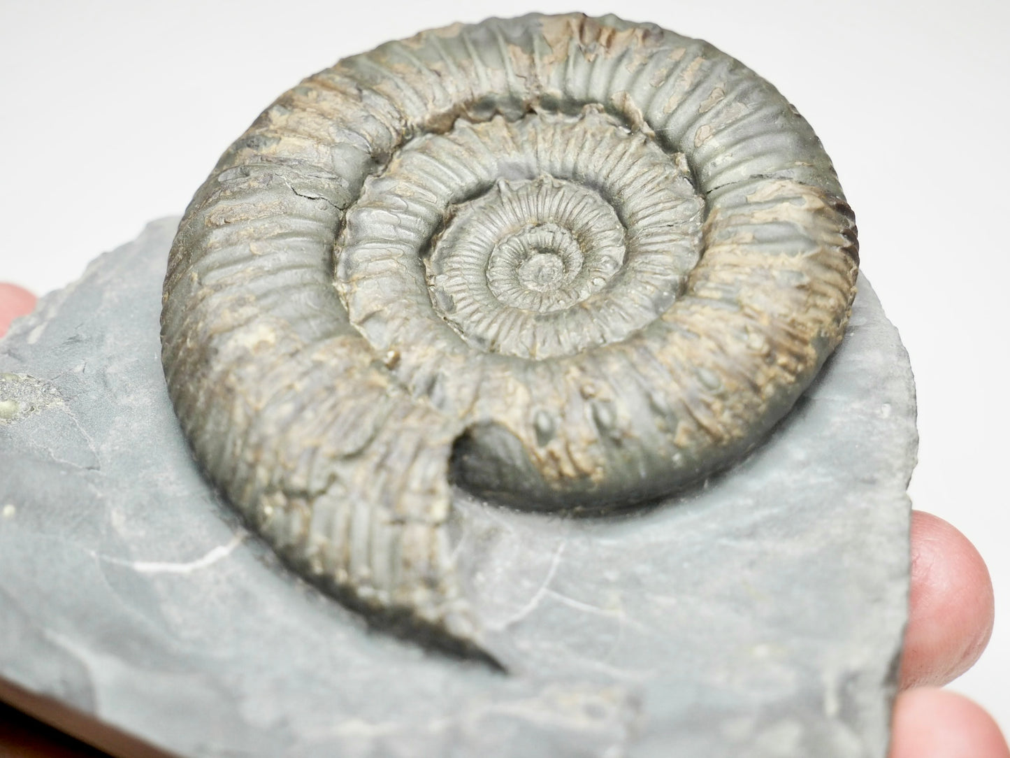 Expertly Cleaned Peronoceras Ammonite Fossil with Cut Base – Whitby Jurassic, Yorkshire Coast